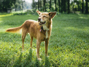 A dog outside with his mouth open coughing