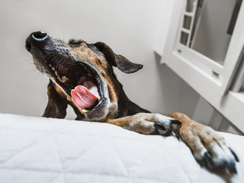 A dog coughing