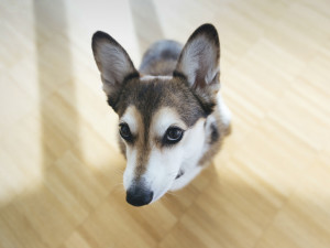 A dog looking up with a cute face 