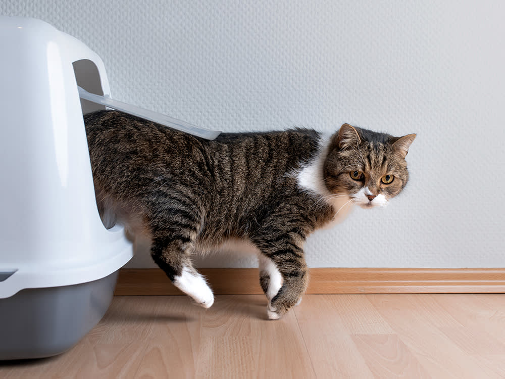 cat coming out of litter box