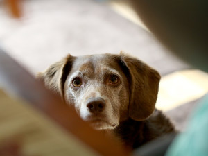 brown dog begging for food at table