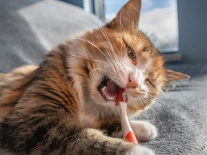 Cat with a toothbrush