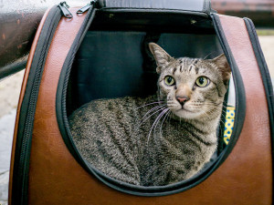 Cat sitting inside of a cat backpack