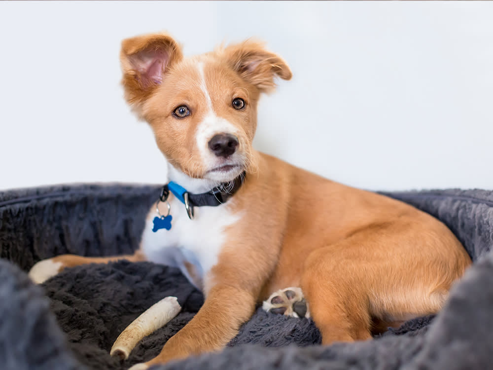 cute mutt / mixed breed dog