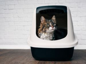 a cat peeks out of a litter box lid