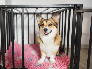 Smiling Welsh Corgi Pembroke dog sitting inside an open crate