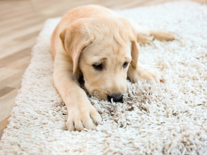 Cute puppy on dirty rug at home