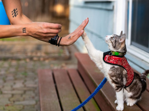 Training a cat sitting with leash and harness on.