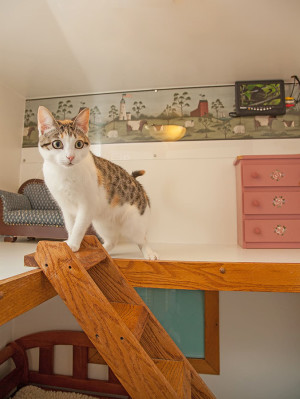 White and brown cat staying at a nice hotel.