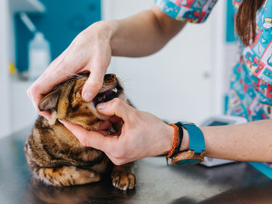 Young female veterinarian in her consulting room performing a medical examination on a pet
