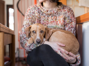 shy dog frightened in the arms of the owner. this brown mixed-breed hound puppy has a sweet gaze. the female owner has a wool sweater
