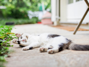 Siberian cat licking her paw outdoors.