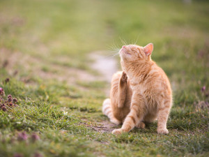 Orange cat relaxes in the garden.