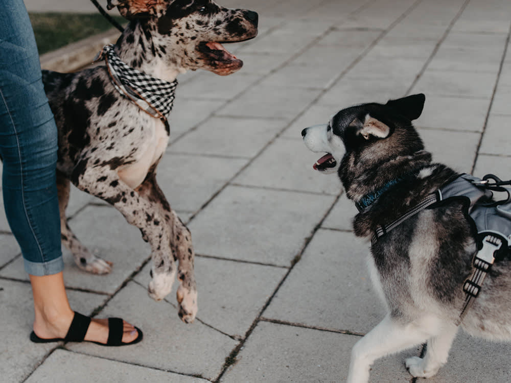 Great Dane puppy and Husky meeting on leash out side.