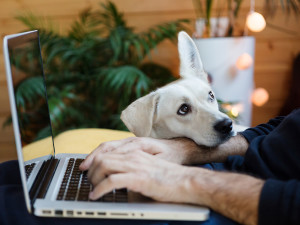 Dog Seeking Attention Owner Working On Laptop.
