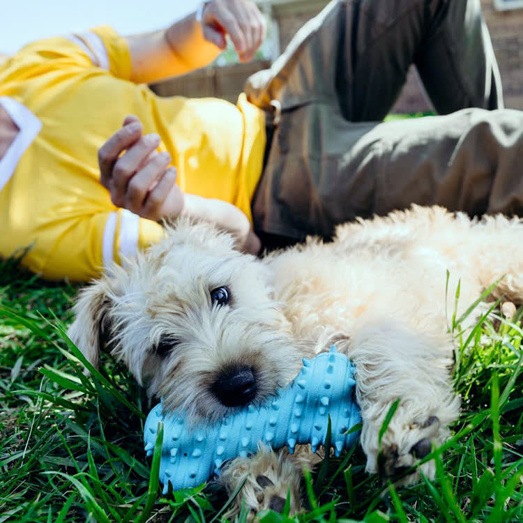 a puppy chewing a chew-safe bone