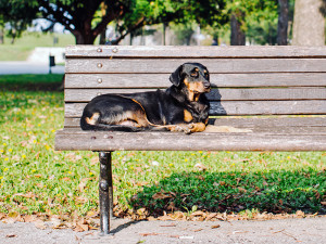 Stray Dog On A Bench.
