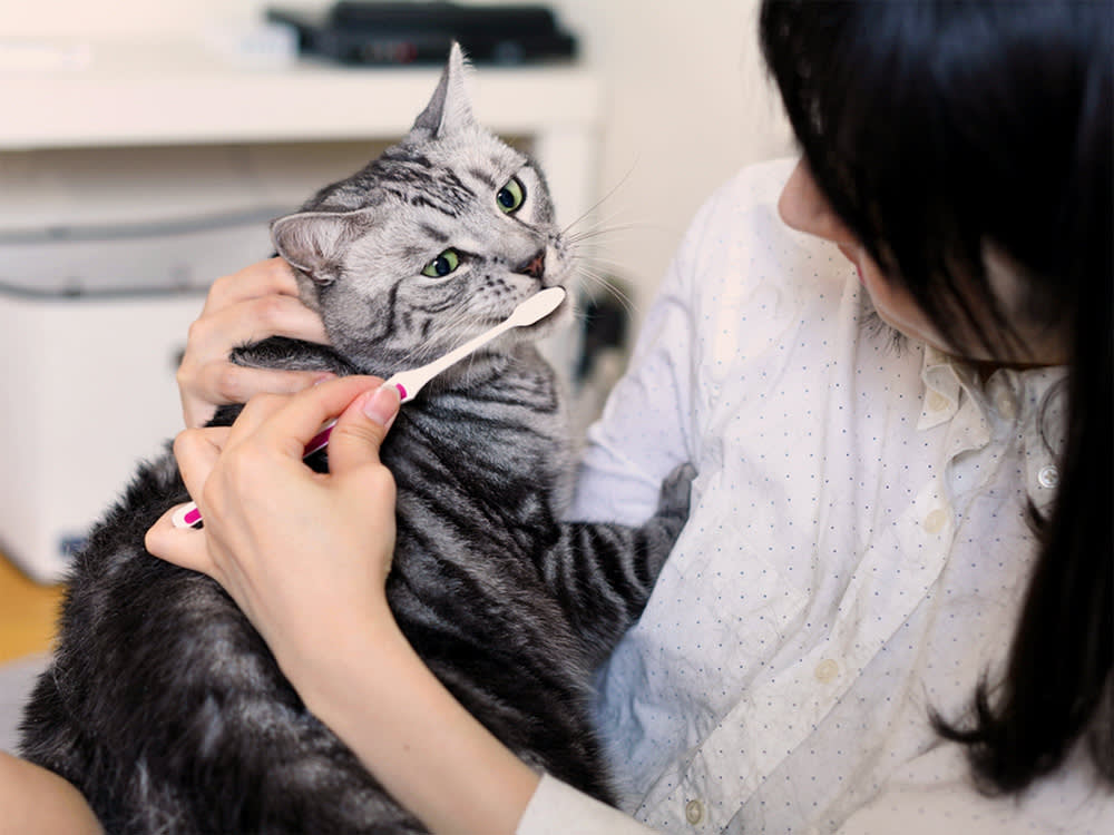 Young Asian woman brushing her cat's teeth.