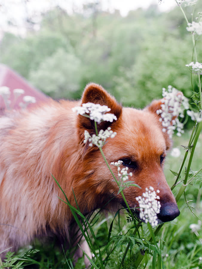 Ginger dog in high green grass with white flowers.
