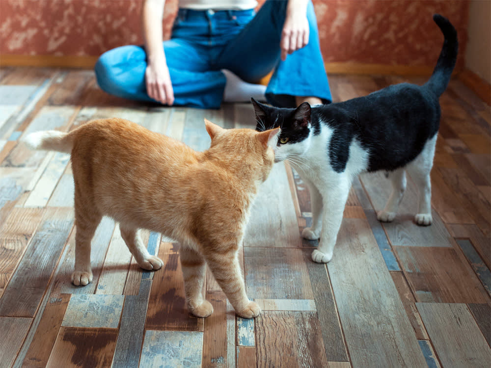 Two cats meeting each other for the first time at home.