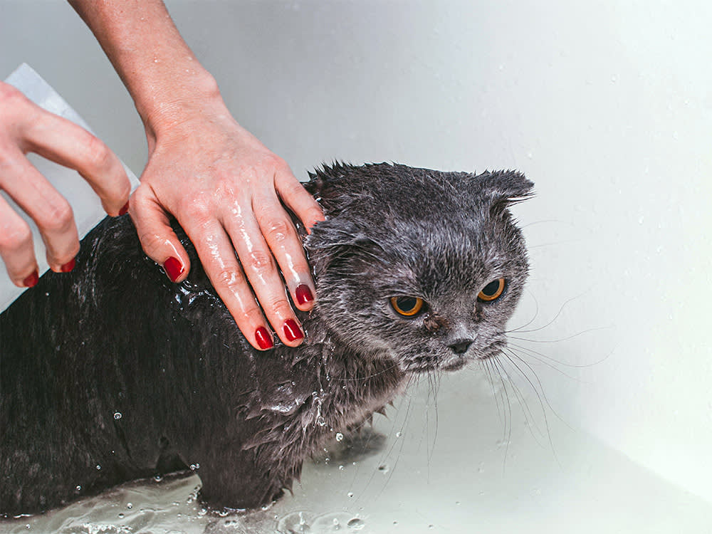 Grey Scottish fold cat takes a bath with his owner.