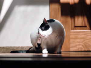 Black and white cat scratching with its paw.
