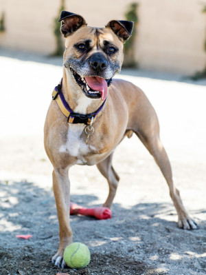 Three-legged Boxer mix playing with a tennis ball at a dog park.