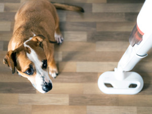 Large brown dog looking at vacuum cleaner.