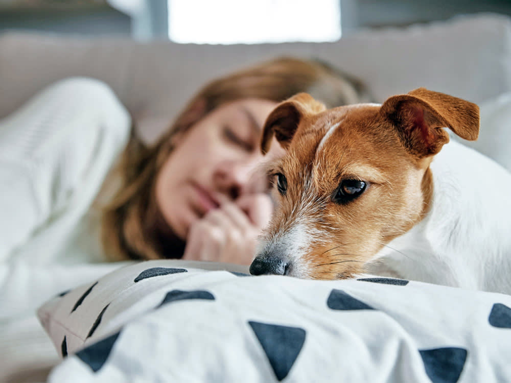 Tired millennial woman sleeps on sofa with her dog.