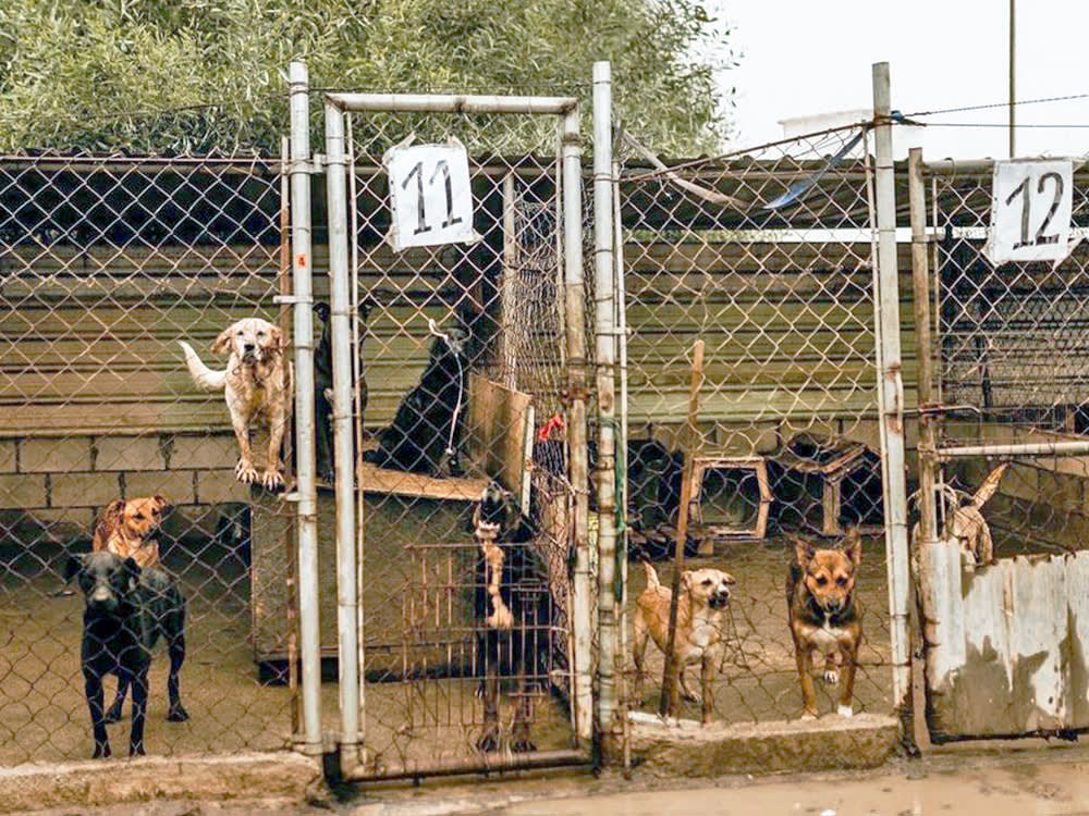 Ellos Son La Razon, the shelter in Ensenada we have been rescuing dogs from since 2017, is closing it’s doors in 2 months.