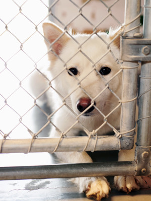 Sad white dog alone in an animal shelter.