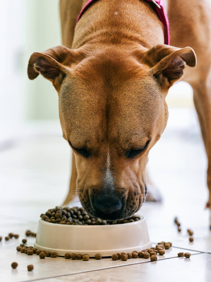 Cute brown Pitbull dog eating kibble from a bowl.