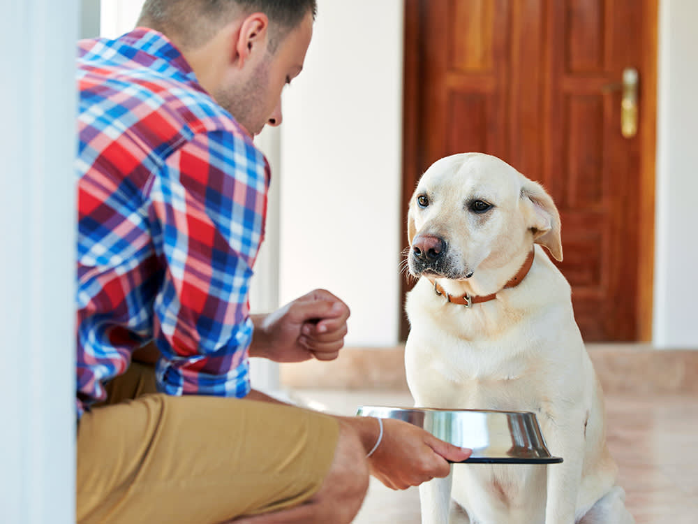 Man trying to tempt dog to eat his kibble.