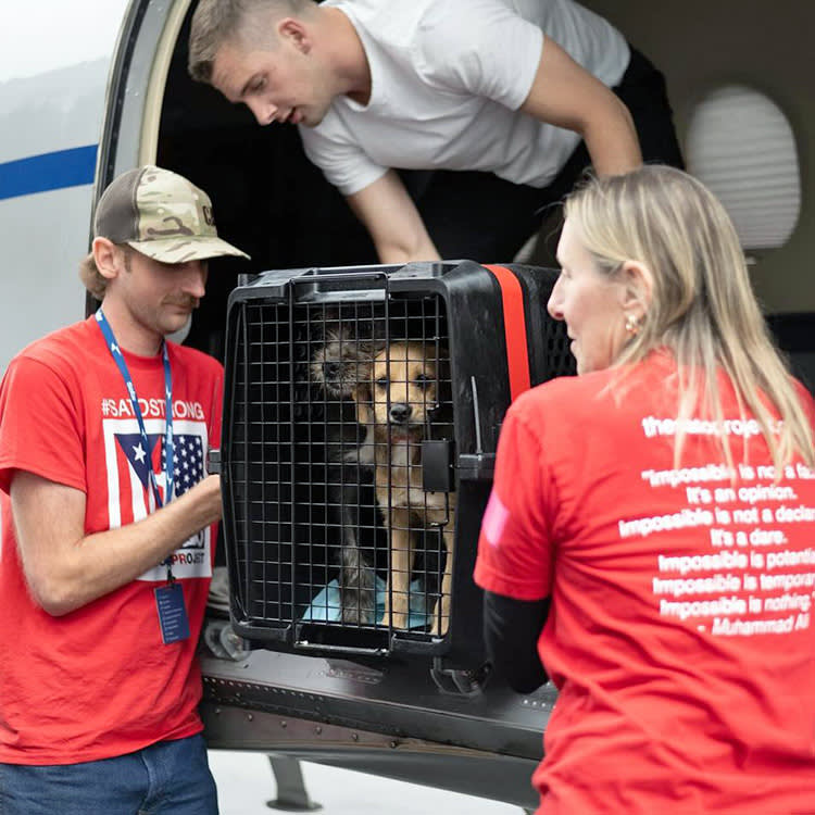 a dog in a crate being carried onto a plane by volunteers