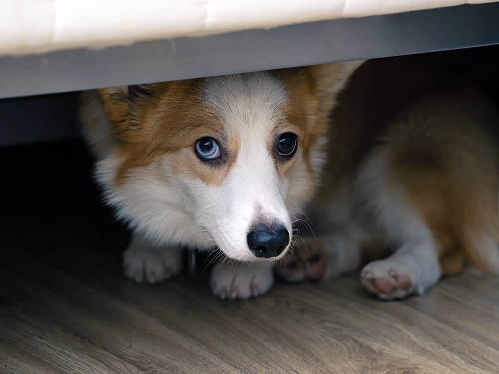 Welsh Corgi dog hiding scared under the bed.