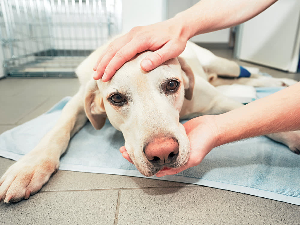 Sad dog at animal shelter.