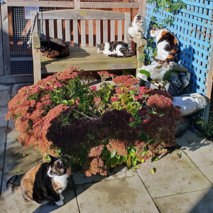 Shropshire Cat Rescue Retirement Village.