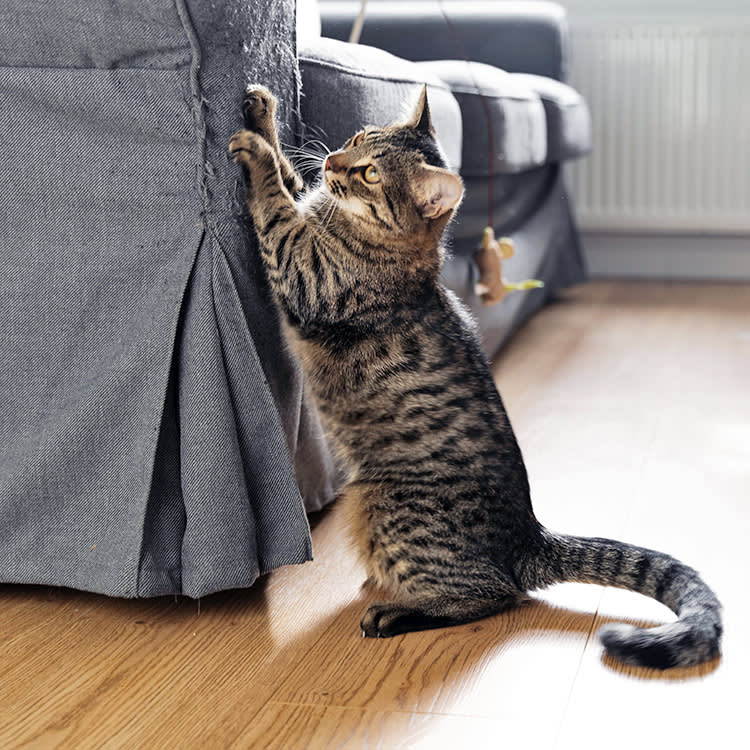 Cat scratching a couch in the living room.