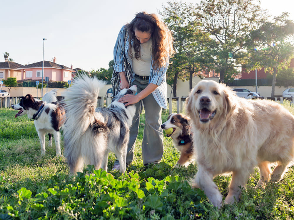 Woman at a dog park outside with a bunch of dogs.