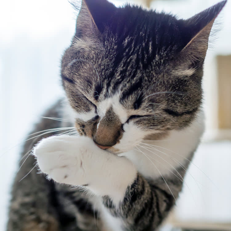 Cat grooming itself.