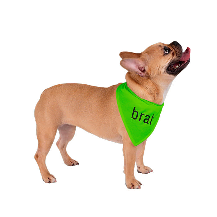 Dog Pet Bandana, BRAT summer in neon