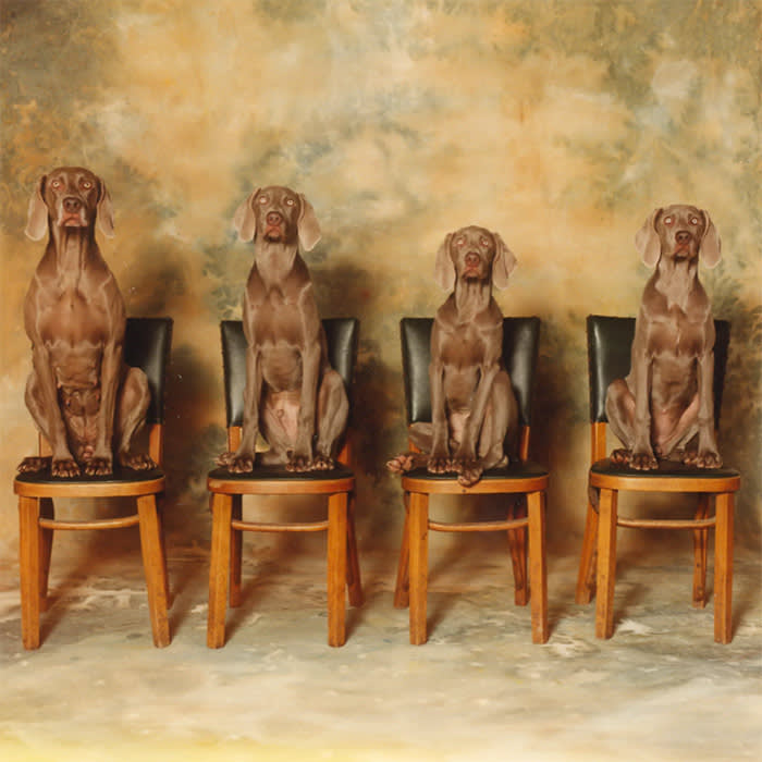 William Wegman, Look, 1989