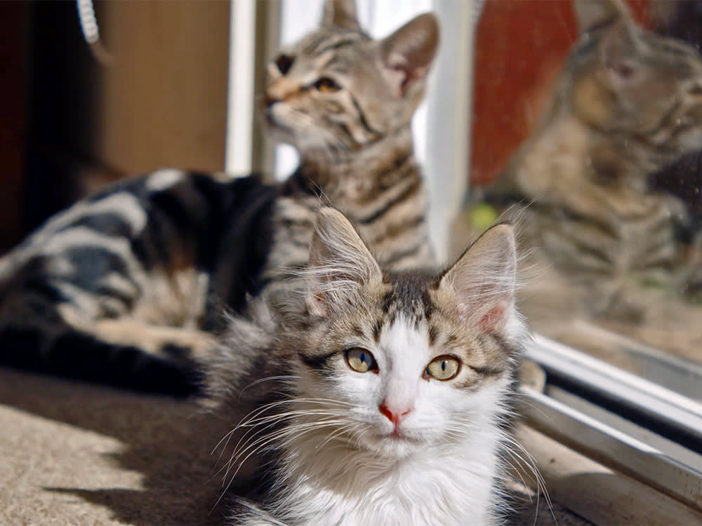 Two cats sitting inside in the sun.