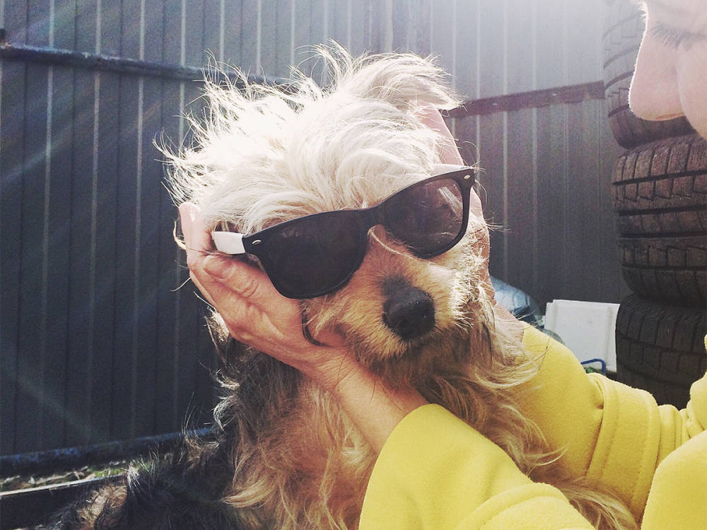 Dog wearing sunglasses