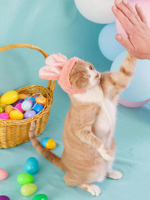 Crash the cat poses in bunny ears while sitting in a basket against a blue backdrop, surrounded by Cadbury-brand chocolates 