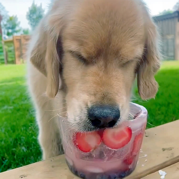 Golden Reteiver enjoying a fruit-ice bowl