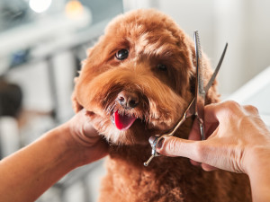 goldendoodle being groomed