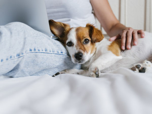 Dog sitting next to owner