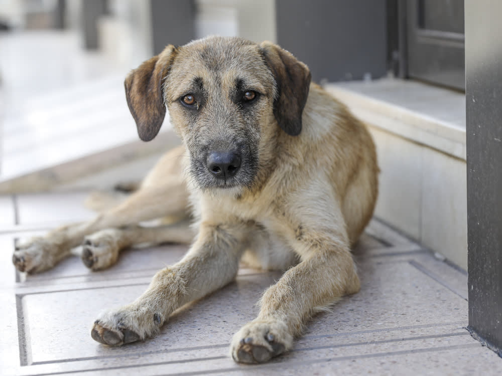 stray dog outside in Turkey