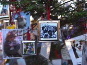 Pet memorial Christmas tree.